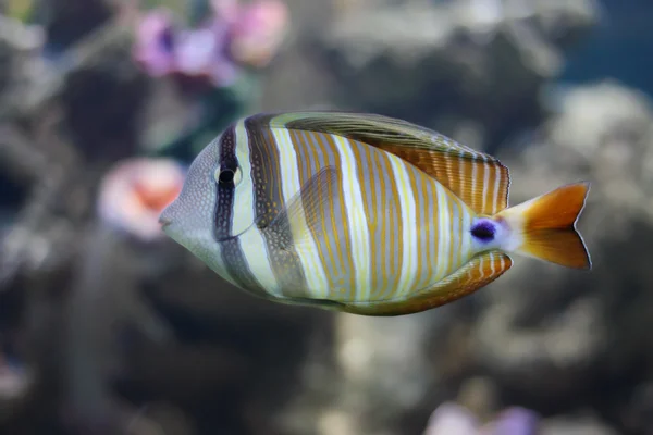 줄무늬 물고기 — 스톡 사진