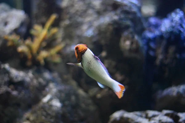Orange head fish — Stock Photo, Image