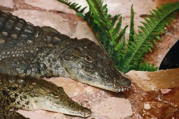 Nilean krokodiler — Stockfoto