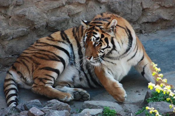 Tigre mentiroso — Fotografia de Stock