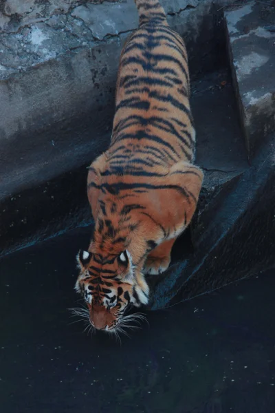 Пьющий тигр — стоковое фото
