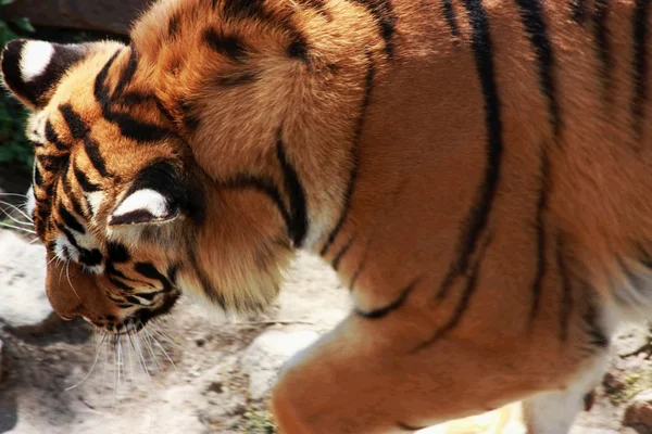 Ходячий тигр — стоковое фото