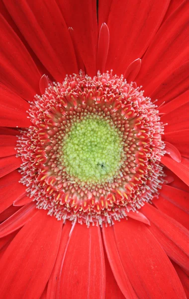Czerwony kwiat zbliżenie — Zdjęcie stockowe