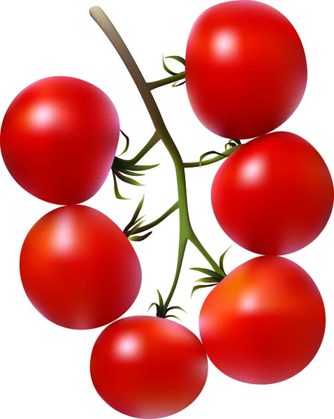 Pomodori. — Vettoriale Stock