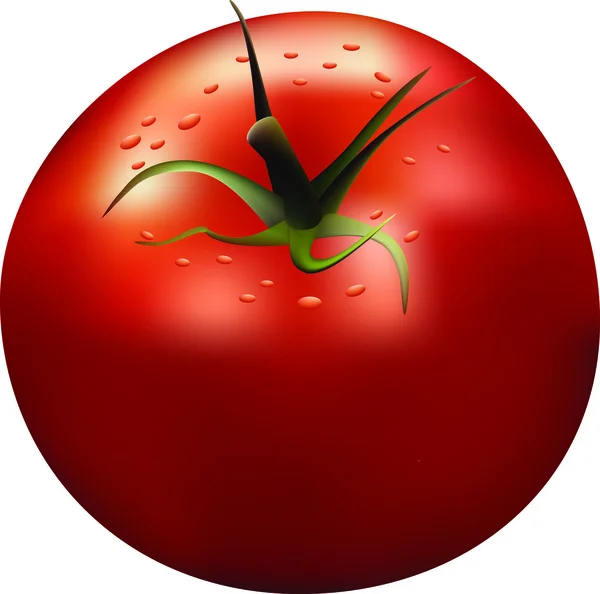 Reife Tomate. — Stockvektor