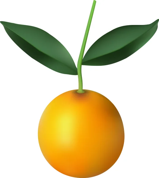 Pomeranč. — Stockový vektor