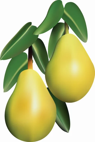 Pears. — Stock Vector