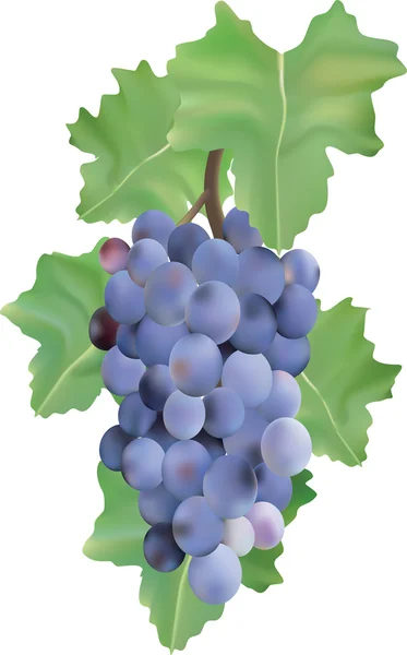Виноградная ветвь . — стоковый вектор