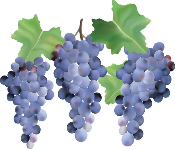 Grappoli d'uva. — Vettoriale Stock