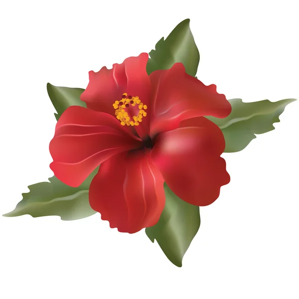 Vetor flor vermelha-Hibiscus rosa — Vetor de Stock