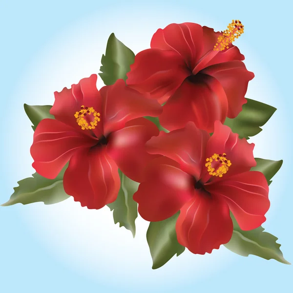 Vector red flower-Hibiscus rosa — Stock Vector