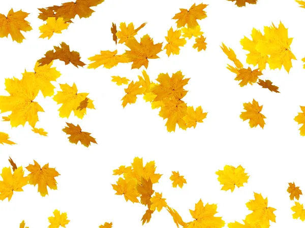 Листья клена — стоковое фото