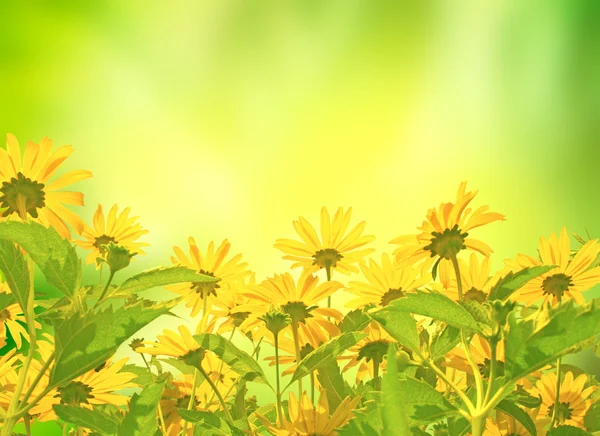 Κίτρινα άνθη — Φωτογραφία Αρχείου
