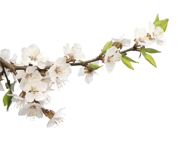 Květy třešní — Stock fotografie