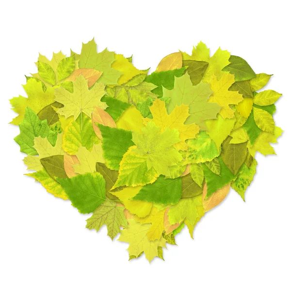 Coração de folhas verdes — Fotografia de Stock