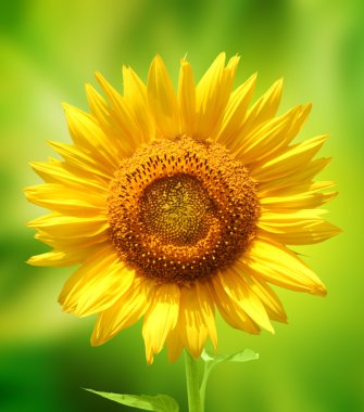 Sunflower clipart