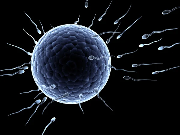 Spermatozoïdes flottant vers l'ovule — Photo