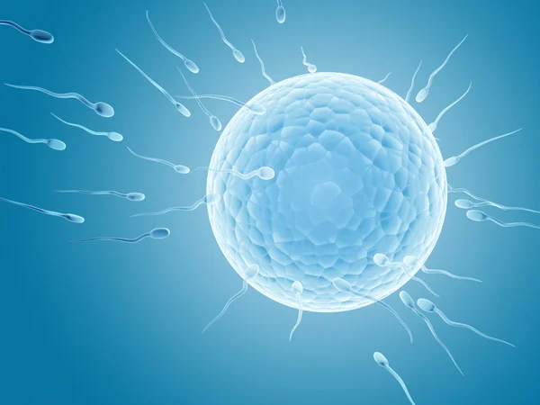 Spermatozoons, variabel naar zaadknop — Stockfoto