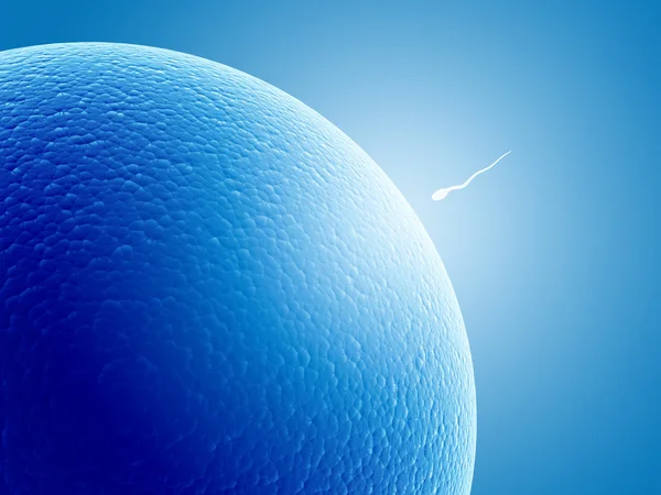 Espermatozoide, flotando en el óvulo — Foto de Stock