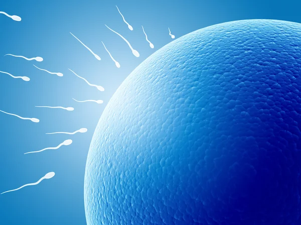 Spermatozoons，漂浮到胚珠 — 图库照片