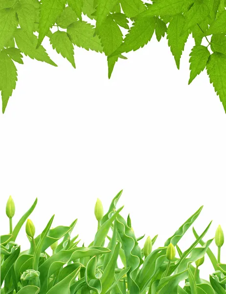Groene bladeren en toppen van tulpen — Stockfoto
