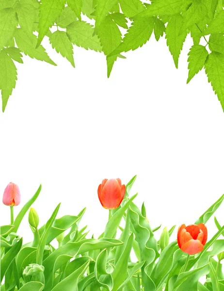 Green leaves and buds of tulips — Stock Photo, Image