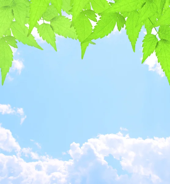 Folhas verdes e nuvens brancas — Fotografia de Stock