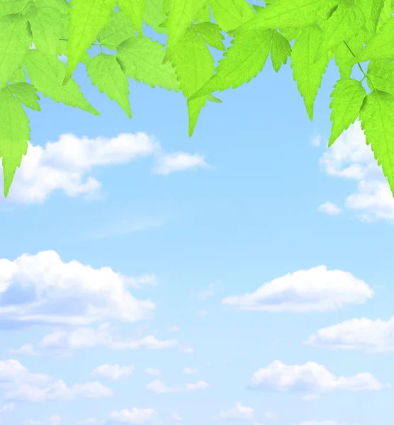 Folhas verdes e nuvens brancas — Fotografia de Stock