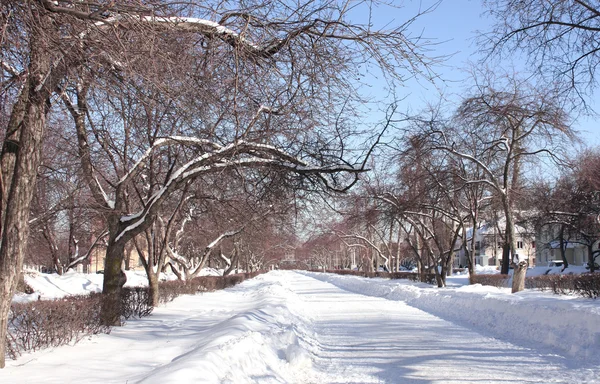Winter avenue — Stockfoto