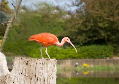 Scarlet ibis clipart