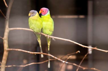 Pair of plum-headed parakeets clipart