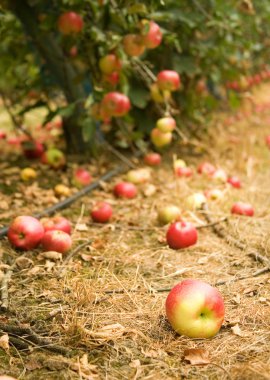 Mature apple on the ground clipart