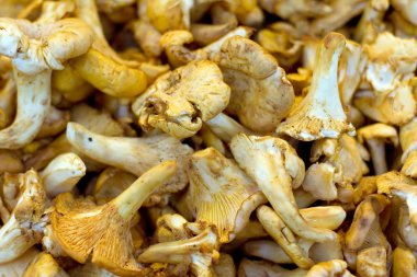 taze chanterelles desen