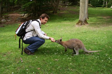 Man feeding small kangaroo clipart