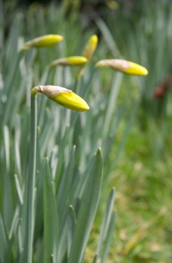 Spring garden. Closeup of narcissus flower buds clipart