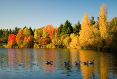 Flock of wild geese in fall forest