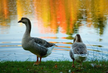 Pair of wild geese in fall forest clipart