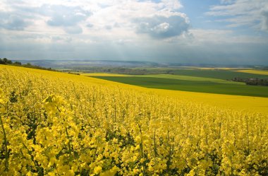 Panoramic view of rapeseed field clipart