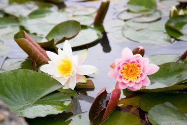 Beautiful white and pink waterlilies in a pond clipart