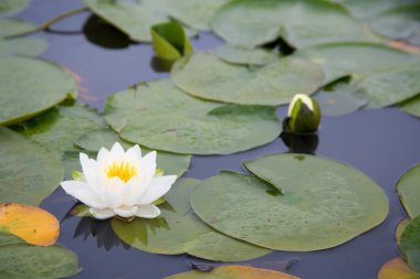 Beautiful white waterlily in a pond clipart