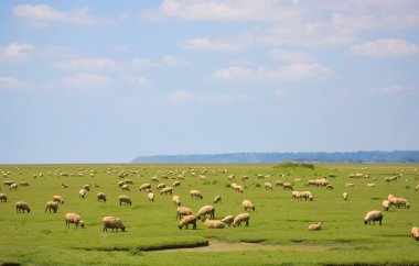 Sheep on a field clipart