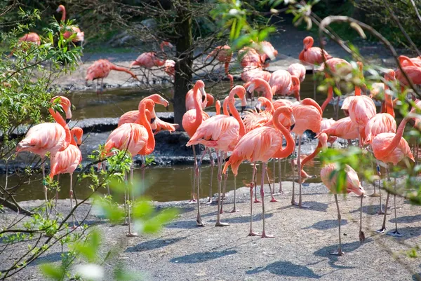 Greater Flamingos — Stock Photo, Image
