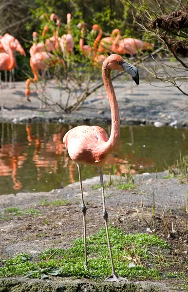 Grotere Flamingo 's — Stockfoto