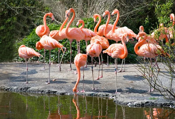 Större flamingos — Stockfoto