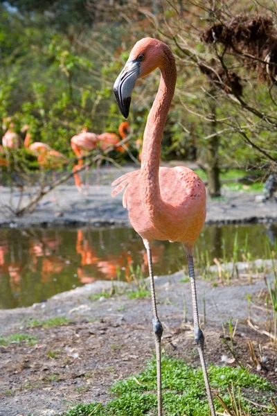 Större flamingos — Stockfoto