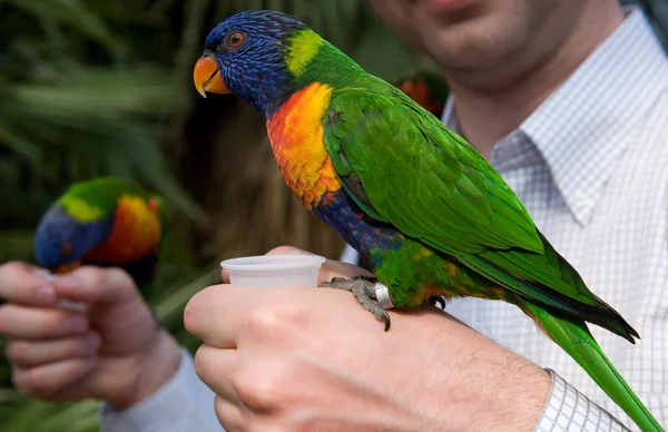 Papagaio colorido em uma mão — Fotografia de Stock
