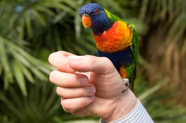 Colorful parrot on a hand — Stock Photo, Image