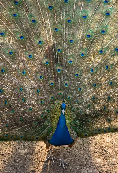 Vacker påfågel — Stockfoto