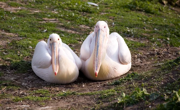Dvojice pelikánů — Stock fotografie