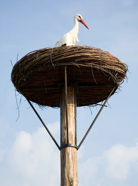Stork in its nest — Stock Photo, Image